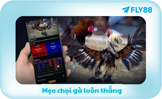 Mẹo chọi gà luôn thắng
